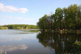 Великоанадольский лес