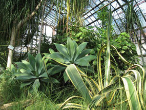 Донецкий ботанический сад Национальной академией наук Украины