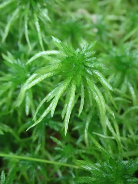Sphagnum riparium, Hautes-Vosges (photo Ugo)