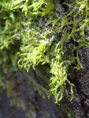 Metzgeria violacea, Vosges du sud (photo Ugo)