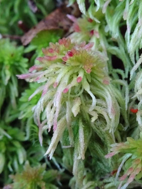 Sphagnum quinquefarium, Vosges (photo Ugo)