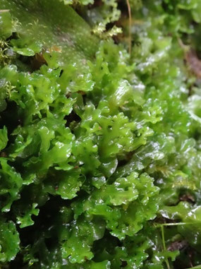 Apopellia endiviifolia, Massif des Vosges (photo Ugo)