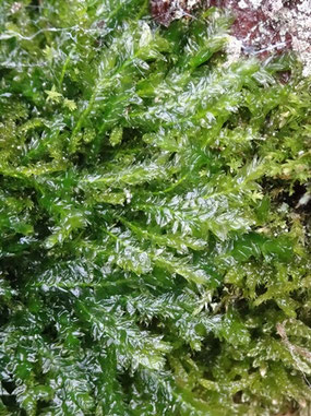 Plagiothecium denticulatum, Vosges (photo Ugo)