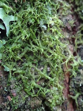 Metzgeria temperata, Massif des Vosges (photo Ugo)