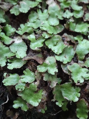 Reboulia hemisphaerica, Tenerife (photo Ugo)