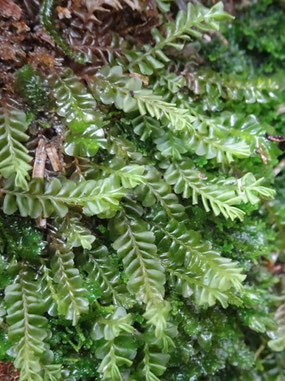 Plagiochila asplenioides, Pyrénées (photo ugo)