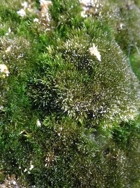 Eucladium verticillatum, Luxembourg (photo Ugo)