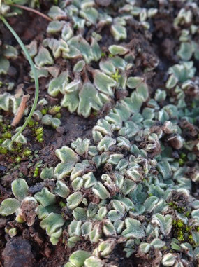 Riccia ciliifera, Tenerife (photo Ugo)