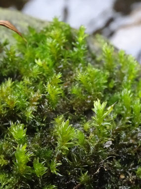 Racomitrium aciculare, Massif vosgien (photo Ugo)