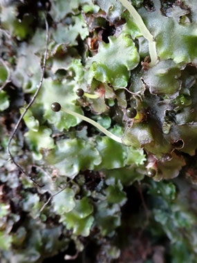 Pellia epiphylla, Massif des Vosges (photo Ugo)