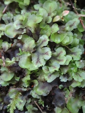 Pellia neesiana, Pyrénées centrales (photo Ugo)