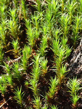 Polytrichum juniperinum, Vosges (Photo Ugo)