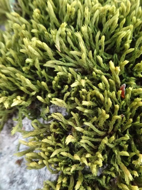 Racomitrium aquaticum, Champ du Feu (photo Ugo)
