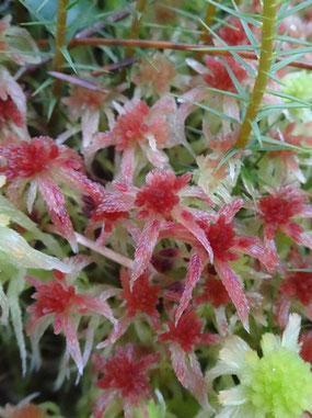 Sphagnum rubellum, Hautes-Vosges (photo Ugo)