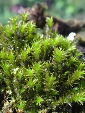 Pulvigera lyelli, Plateau du Barrois (photo Ugo)