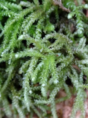Eurhynchium angustirete, Massif vosgien (photo Ugo)