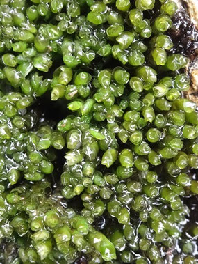 Jungermannia atrovirens, Pyrénées (photo Ugo)