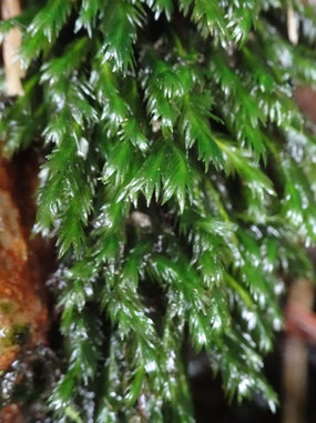 Fissidens grandifrons, Pyrénées (Photo Ugo)