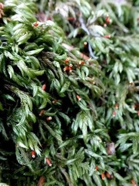 Isothecium alopecuroides, Vosges (photo ugo)