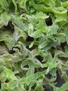 Metzgeria pubescens, Pyrénées centrales (photo Ugo)