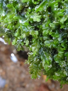 Chiloscyphus polyanthos, Vosges (photo Ugo)