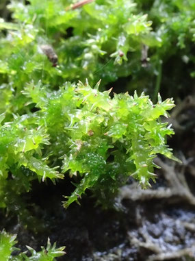Sphagnum squarrosum, Lac de Servières (photo Ugo)