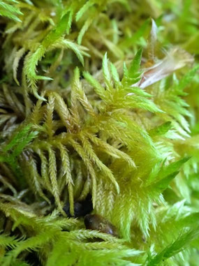 Entodon concinnus, Côtes de Meuse (photo Ugo)