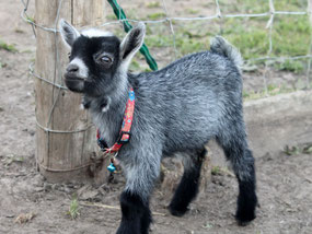 Animaux A Vendre Site De Fermemarienoellebeaulieu Animaux A Vendre Site De Fermemarienoellebeaulieu