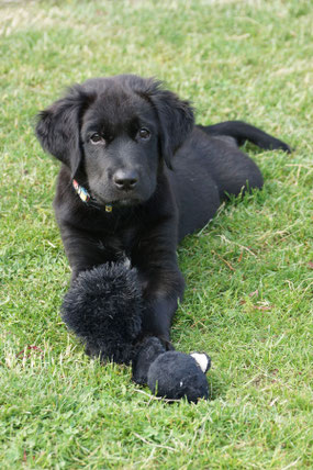 Individuelles und professionelles Hundetraining in Regensburg und Umgebung, Foto: Hans Sennebogen