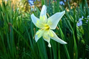 Fleur de la Star of Bethlehem ou Dame de Onze Heures.