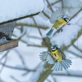 Foto Horst Klink