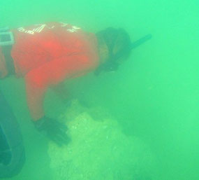 recherche de nudibranches dans des eaux vertes