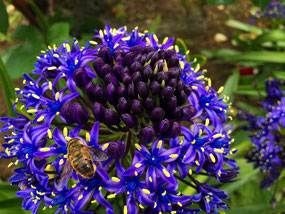 　名も知らぬ花に蜜蜂が蜜を集めて