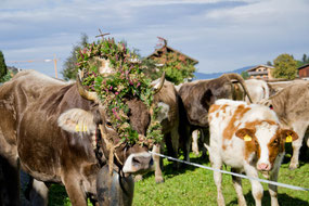 Almabtrieb mit wunderschönen Kränzen