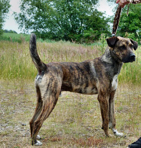 Zarco . unser Boxermischling aus Madeira