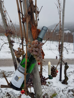 Eisweinlese 2018, Saarweingut Felix Weber, 