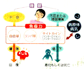 白血球と免疫力の関係