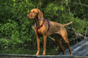 Magyar Vizsla