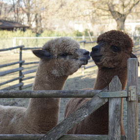 Unsere Alpakastute Sunny