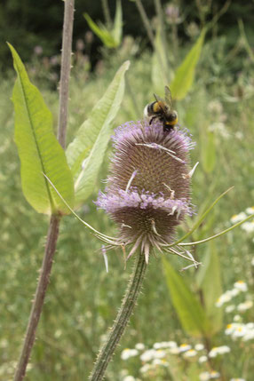 Wilde Karde - Dipsacus fullonum (G. Franke, 28.07.16)