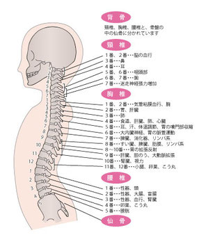 東京都葛飾区で人気の整体はひだまり整骨院