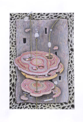 "Schädlingsparadies # Durstkanäle", 2026, crayon on paper, 33x48cm