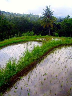 ricefield