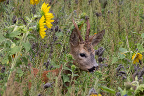 Ein Rehbock steht mitten in einem Feld mit Sonnenblumen bei Bruchsal