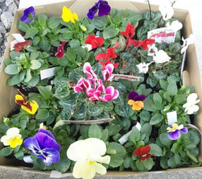 花壇の花の苗