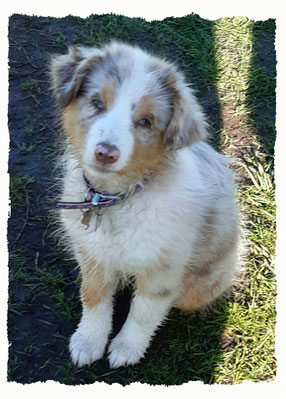 Chiot Berger Australien à l'école pour chiots à Dax