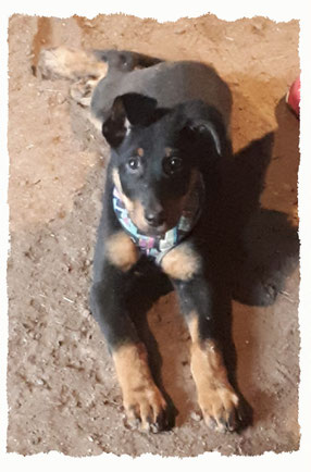 Chiot Berger de Beauce à l'école pour chiots à Dax