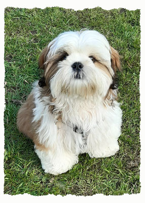 Chiot Shih Tsu à l'école pour chiots à Dax