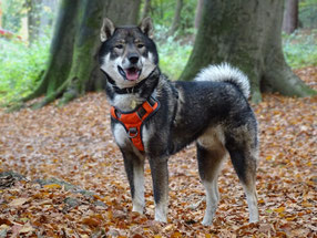 Shikoku 四国犬 , dutch shikoku breeder