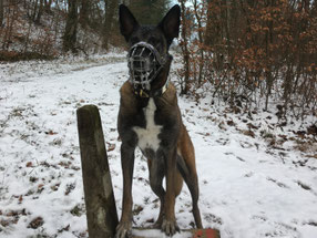 Namida Hundeschule